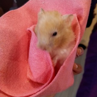 Julie - Chinese Hamster + Syrian / Golden Hamster Hamster