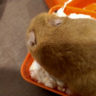 PF110348 - Syrian / Golden Hamster Hamster