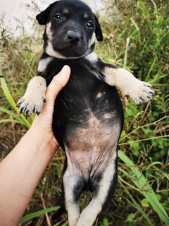 Fatty Bom Bom Boy - Mixed Breed Dog