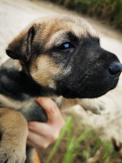 Fatty Bom Bom Boy - Mixed Breed Dog