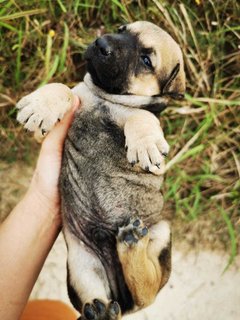 Fatty Bom Bom Boy - Mixed Breed Dog