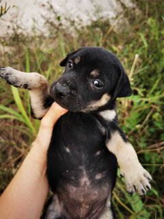 Fatty Bom Bom Boy - Mixed Breed Dog