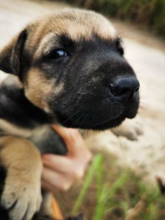 Fatty Bom Bom Boy - Mixed Breed Dog