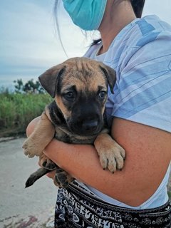 Fatty Bom Bom Boy - Mixed Breed Dog