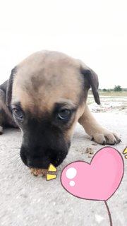 Fatty Bom Bom Boy - Mixed Breed Dog