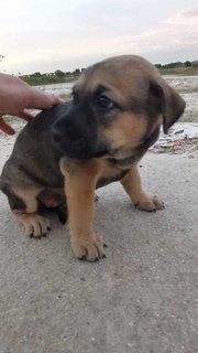 Fatty Bom Bom Boy - Mixed Breed Dog