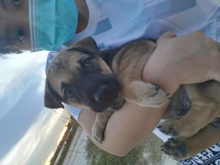 Fatty Bom Bom Boy - Mixed Breed Dog