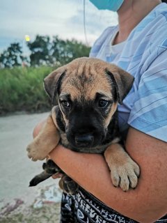 Fatty Bom Bom Boy - Mixed Breed Dog