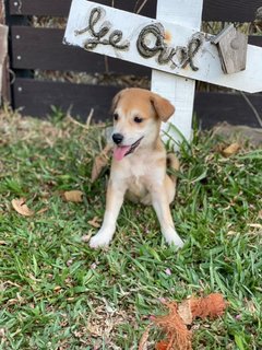 Momo Girl - Mixed Breed Dog