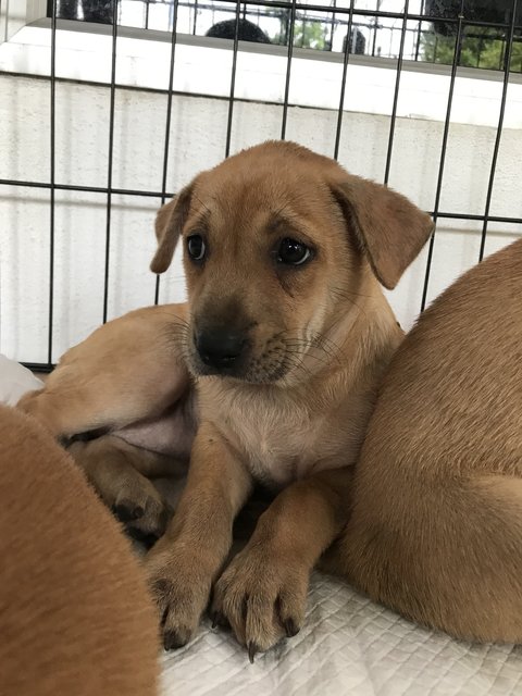 Dahlia - Mixed Breed Dog