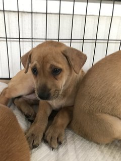 Dahlia - Mixed Breed Dog