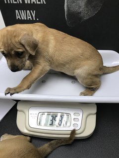Dahlia - Mixed Breed Dog