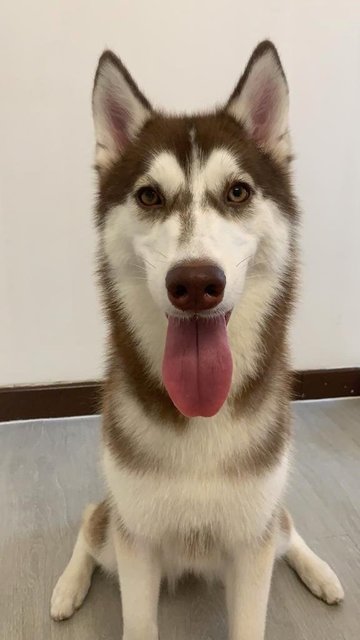 Roxy - Siberian Husky Dog