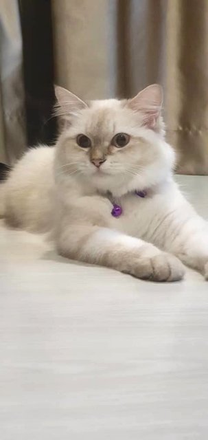 Ella - Ragdoll Cat