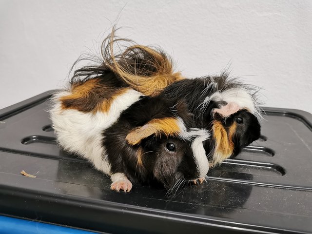 Boba &amp; Mocha - Guinea Pig Small & Furry