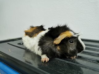 Boba &amp; Mocha - Guinea Pig Small & Furry