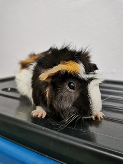 Boba &amp; Mocha - Guinea Pig Small & Furry