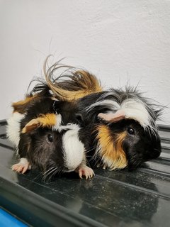 Boba &amp; Mocha - Guinea Pig Small & Furry