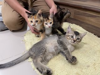 4 Little Cute Kitten - Domestic Medium Hair + Domestic Long Hair Cat