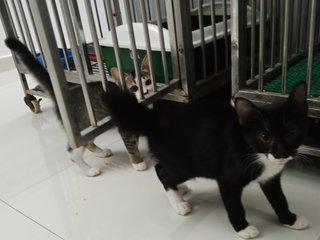 Sylvester N Eliza - Domestic Short Hair Cat