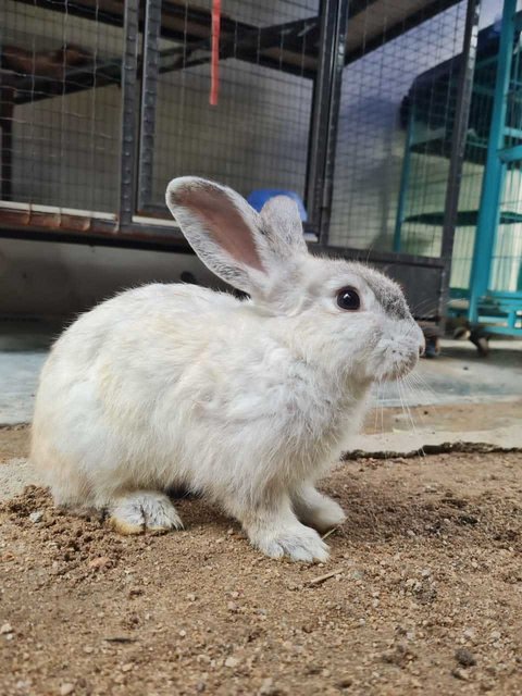 Bubbles, Bruno And Baggins - Lop Eared + Angora Rabbit Rabbit