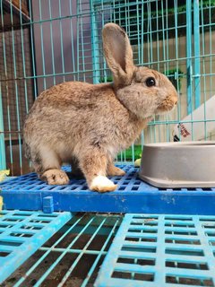 Bubbles, Bruno And Baggins - Lop Eared + Angora Rabbit Rabbit