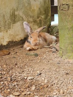 Bubbles, Bruno And Baggins - Lop Eared + Angora Rabbit Rabbit