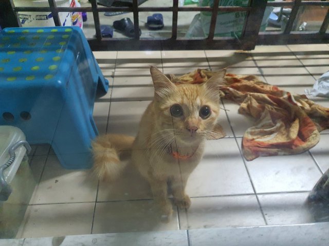 Oyen - Domestic Medium Hair Cat