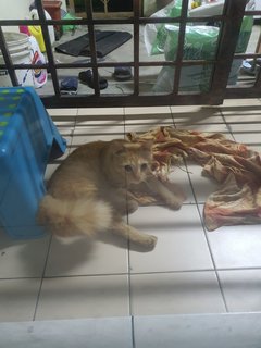 Oyen - Domestic Medium Hair Cat