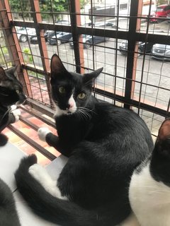 B&amp;w 8 In1 - Domestic Medium Hair + Domestic Short Hair Cat