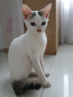 Elsa - Domestic Short Hair Cat