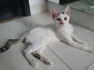 Elsa - Domestic Short Hair Cat