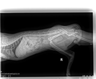 x-ray by Yee Vet, Seapark