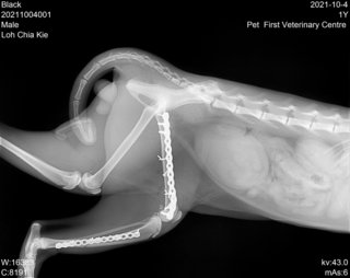 x ray post surgery by Pet First Kepong