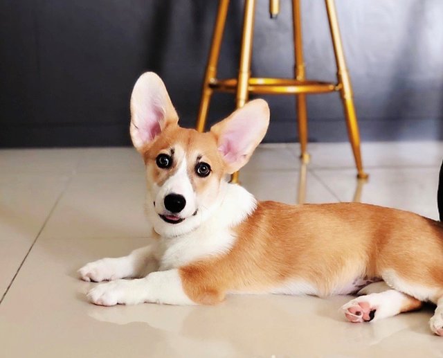 Mei Mei - Corgi Dog