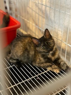 Caramel &amp; Cinnamon - Tortoiseshell Cat