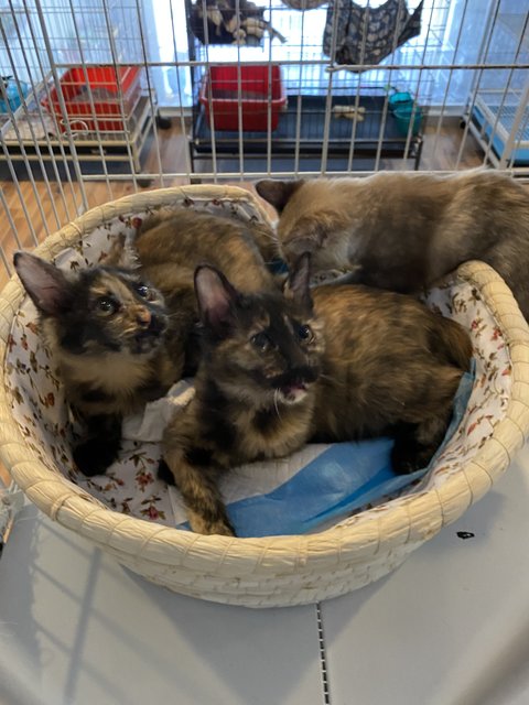 Caramel &amp; Cinnamon - Tortoiseshell Cat