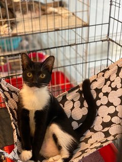 Ruffle - Tuxedo Cat