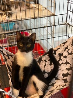 Ruffle - Tuxedo Cat