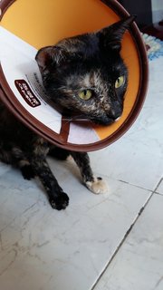 Herbs @ Hersey - Domestic Short Hair + Dilute Tortoiseshell Cat