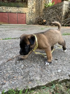 Puma  - Mixed Breed Dog