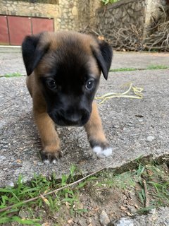 Puma  - Mixed Breed Dog