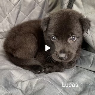 Lucas - Mixed Breed Dog