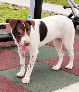 Coffee.  - Smooth Fox Terrier Mix Dog