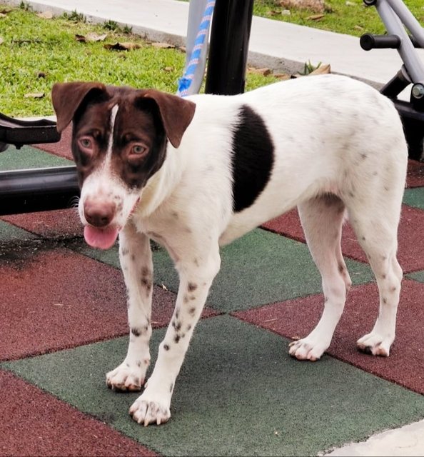 Coffee.  - Smooth Fox Terrier Mix Dog