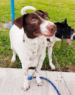 Coffee.  - Smooth Fox Terrier Mix Dog