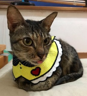 Daphne - Domestic Short Hair + Tabby Cat