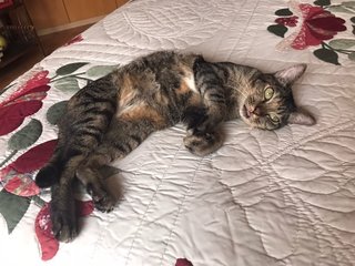 Daphne - Domestic Short Hair + Tabby Cat