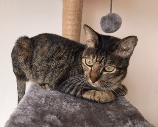 Daphne - Domestic Short Hair + Tabby Cat