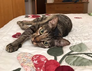 Daphne - Domestic Short Hair + Tabby Cat